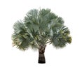 Silver Bismarckia nobilis palm tree