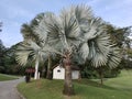 Silver Bismarckia nobilis palm tree.