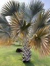 Silver bismarckia palm tree on a sunny day