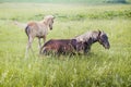 Silver-black horse with her foal Royalty Free Stock Photo