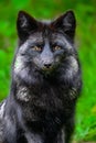Silver Fox Portrait Royalty Free Stock Photo