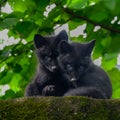 Silver Fox Puppies Royalty Free Stock Photo