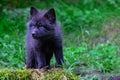 Silver Fox Puppy Royalty Free Stock Photo