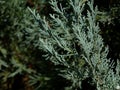 Silver blue or ice blue Juniper or Arizona Cypress branch close up detail