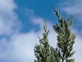 Silver blue or ice blue Juniper, Arizona Cypress branch close up detail under blue sky