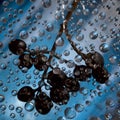 Silver-blue spheres are located on an azure background with a bunch of black berries.