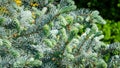 Silver blue spruce Picea pungens Hoopsii with new blue needles growth in ornamental garden Royalty Free Stock Photo