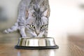 Silver bowl, cat feeding scene Royalty Free Stock Photo