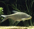 SILVER BREAM blicca bjoerkna Royalty Free Stock Photo