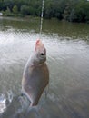 Silver Bream skimmer on hook