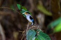 Silver-breasted Broadbill Bird standing on the nest Royalty Free Stock Photo