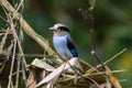 Silver-breasted Broadbill Bird standing on the nest Royalty Free Stock Photo