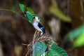 Silver-breasted Broadbill Bird standing on the nest Royalty Free Stock Photo