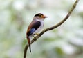 Silver breasted Broadbill Serilophus lunatus Royalty Free Stock Photo