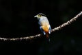 Silver breasted Broadbill Serilophus lunatus Royalty Free Stock Photo