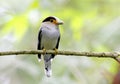 Silver breasted Broadbill Serilophus lunatus Royalty Free Stock Photo