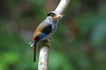 Silver-breasted Broadbill Serilophus lunatus Female Cute Birds Royalty Free Stock Photo