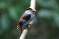 Silver-breasted Broadbill Serilophus lunatus Male Cute Birds of Thailand Royalty Free Stock Photo