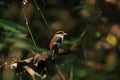 Silver-breasted Broadbill (Serilophus lunatus) Royalty Free Stock Photo