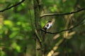 Silver-breasted Broadbill (Serilophus lunatus) Royalty Free Stock Photo