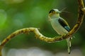 Silver-breasted Broadbill on tree branch Royalty Free Stock Photo