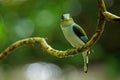 Silver-breasted Broadbill on tree branch Royalty Free Stock Photo