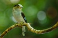 Silver-breasted Broadbill on tree branch Royalty Free Stock Photo
