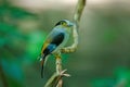 Silver-breasted Broadbill on tree branch Royalty Free Stock Photo