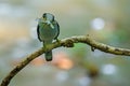 Silver-breasted Broadbill on tree branch Royalty Free Stock Photo