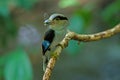 Silver-breasted Broadbill on tree branch Royalty Free Stock Photo