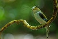 Silver-breasted Broadbill on tree branch Royalty Free Stock Photo