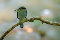 Silver-breasted Broadbill on tree branch Royalty Free Stock Photo