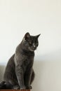 a silver british cat sittin on a shelf