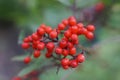 Silver Buffaloberry red berries in the forest macro Royalty Free Stock Photo