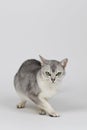 Silver burmilla cat Royalty Free Stock Photo