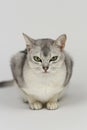 Silver burmilla cat Royalty Free Stock Photo