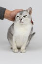 Silver burmilla cat Royalty Free Stock Photo