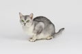 Silver burmilla cat Royalty Free Stock Photo