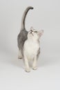 Silver burmilla cat Royalty Free Stock Photo