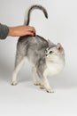 Silver burmilla cat Royalty Free Stock Photo