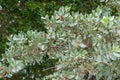 Silver buttonwood tree Conocarpus erectus var. sericeus - Hollywood, Florida, USA