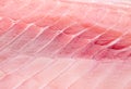 Silver carp fillet