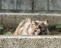 Silver cat is hidding behind a wall