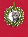 Silver cat kitten on red background