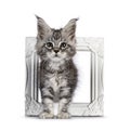 Silver cat kitten on white background Royalty Free Stock Photo