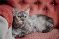 Silver cat reclines on a red sofa