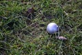 Silver Christmas bauble left in the grass