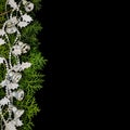 Silver Christmas bells and leaves on arborvitae branches, black background. Square.