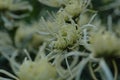 Silver Chrysanthemum