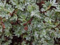 Silver clear rain drops on plant branches